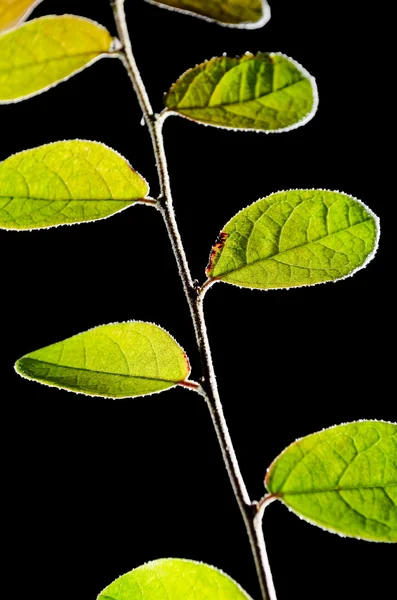 Dekoratív növény — Stock Fotó