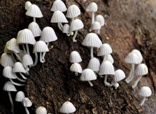 Tiny, White Mushrooms — Stock Photo, Image