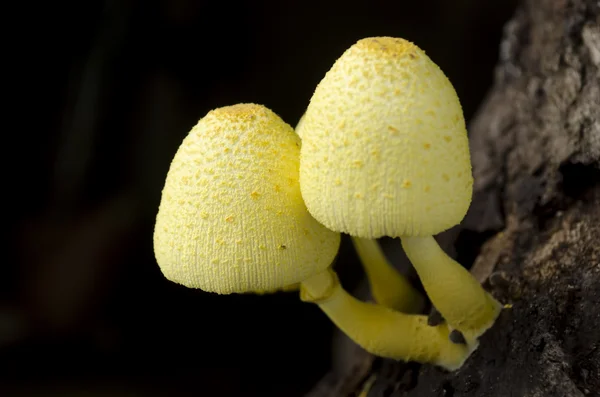 Yellow Mushroom — Stock Photo, Image