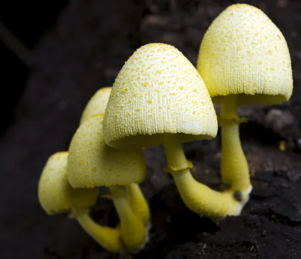 Yellow Mushrooms — Stock Photo, Image