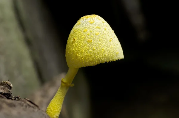 Жовтий гриб — стокове фото
