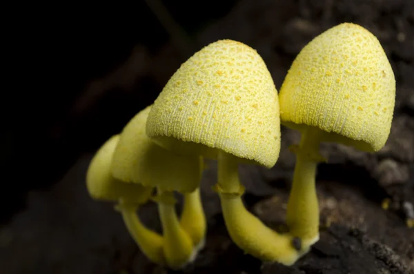 Жовтий гриби — стокове фото