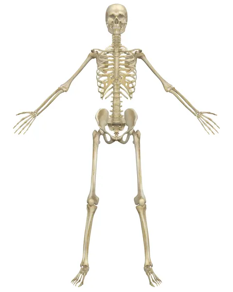 Human Skeleton Anatomy Front View — Stock Image Human Skeleton Anatomy Front View Stock Image