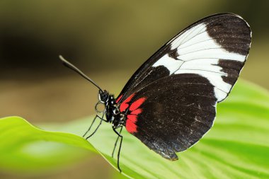 Tropical butterfly on leaf clipart