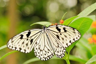 Tropical butterfly on plant clipart