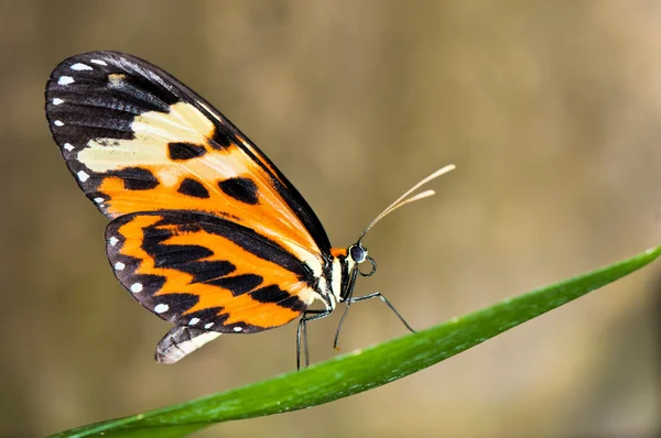 Papillon tropical sur feuille — Photo