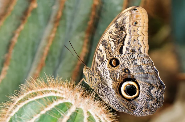 Tropický motýl na kaktus — Stock fotografie