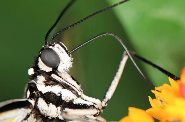 Tropischer Schmetterling auf Pflanze — Stockfoto