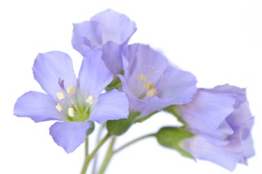 Lila springflowers