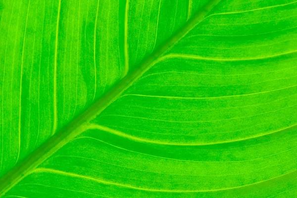 Yeşil yaprak detay — Stok fotoğraf