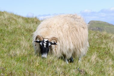 Scottish blackface sheep, Scotland clipart