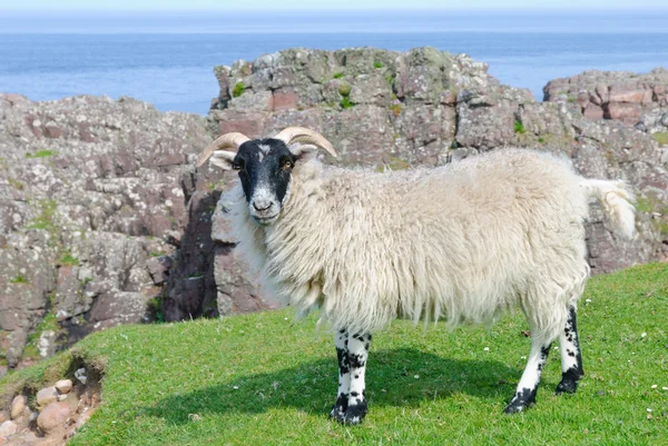 Шотландская черная овца, Шотландия — стоковое фото