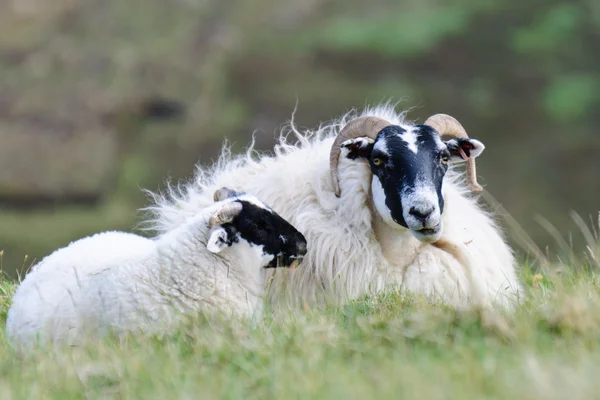 Cara negra escocesa ovelha, Escócia — Fotografia de Stock