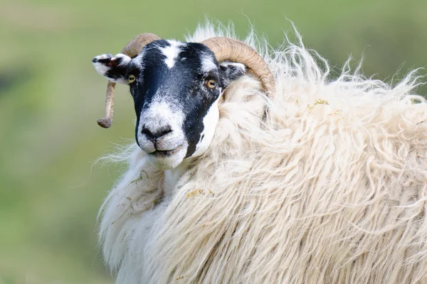 Scottish blackface sheep, Scotland — Stok fotoğraf