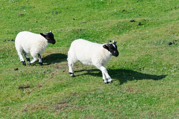 Cara negra escocesa ovelha, Escócia — Fotografia de Stock
