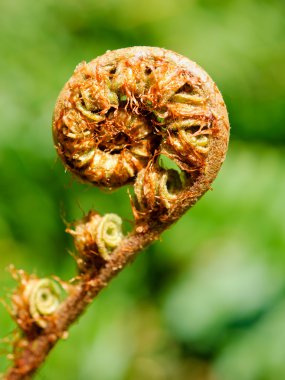 Unfolding fern frond clipart