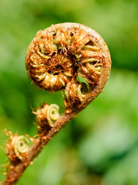 Unfolding fern frond — Stock Photo, Image