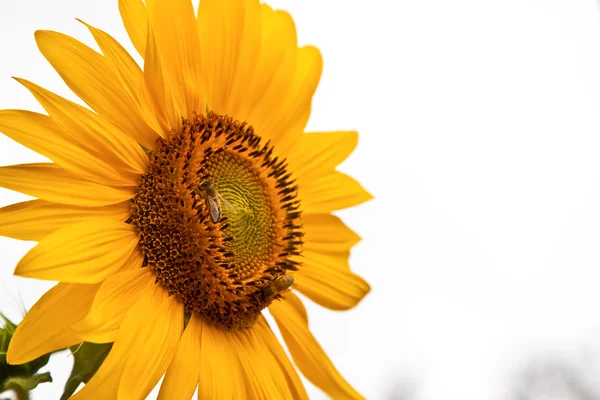 stock image Yellow Sunflower