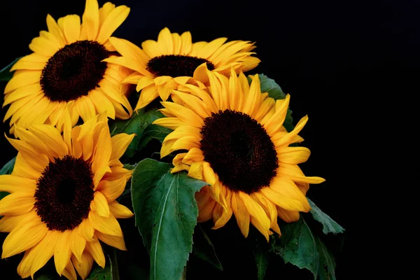 Zon bloemen — Stockfoto