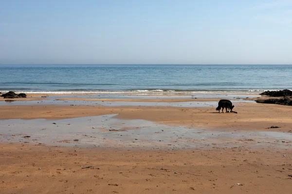 Un perro en una playa —  Fotos de Stock