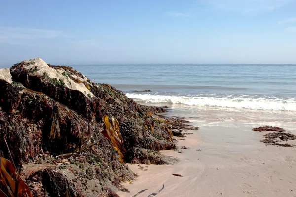 海藻和岩石 — 图库照片