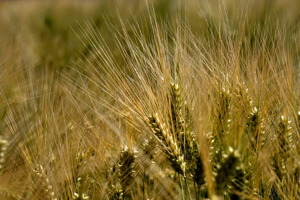 麦のクローズアップ — ストック写真