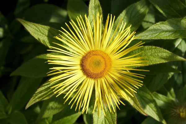 Sárga virág. — Stock Fotó