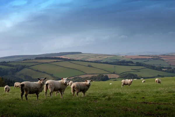 Вівці на дачі — стокове фото