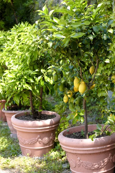 Лимонные деревья Стоковая Картинка