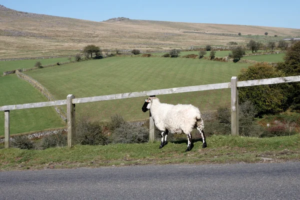 A sheep standing beside the road — Φωτογραφία Αρχείου
