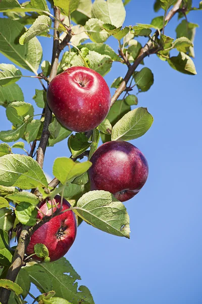 stock image Apples