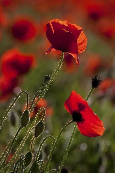 Beautiful poppy — Stock Photo, Image
