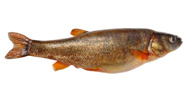 Phoxinus perenurus - lake minnow clipart
