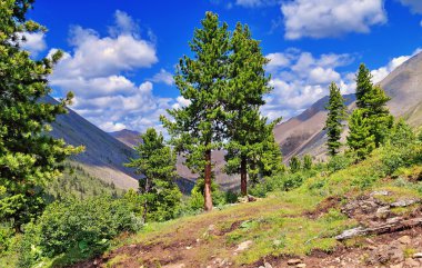 Rare cedar trees in the mountains clipart