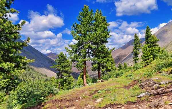 Sällsynta cederträd i bergen — Stockfoto