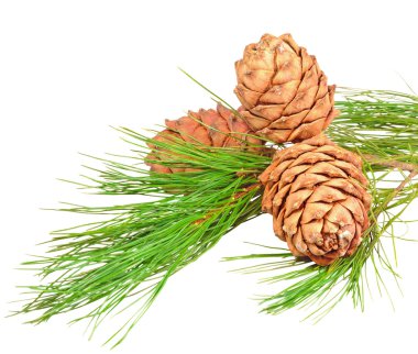 Conifer branch with pine cones clipart