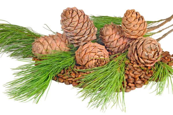 De samenstelling van zaden en twijgen van de Siberische ceder — Stockfoto