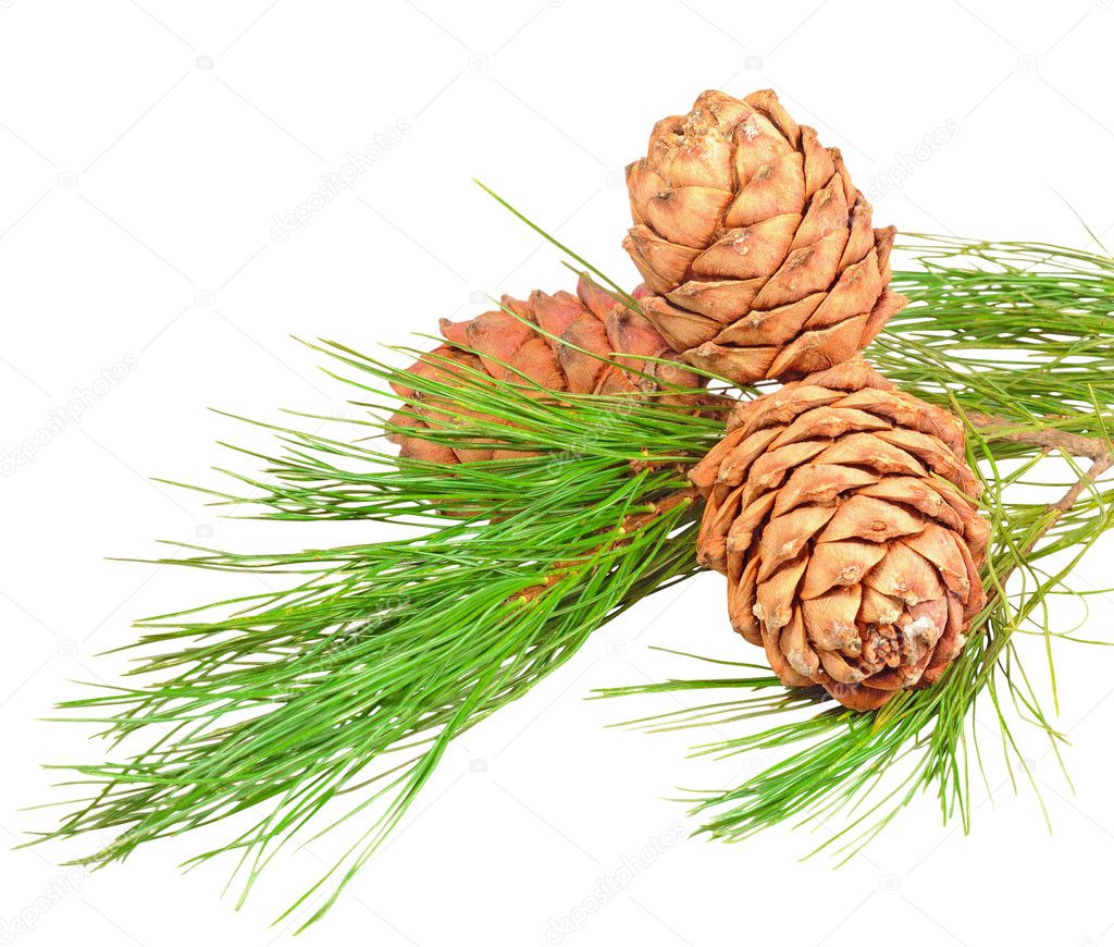 Conifer branch with pine cones