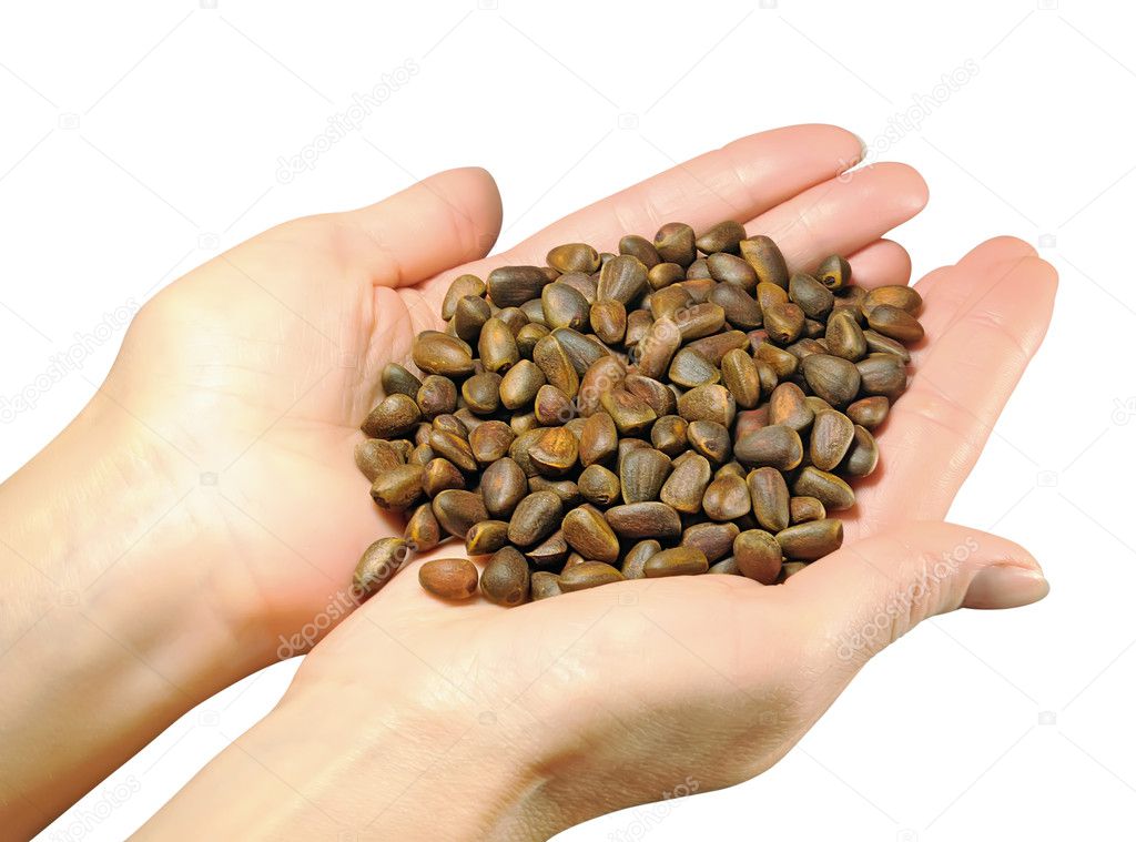 Help yourself! A large handful of Siberian cedar nuts in women's hands