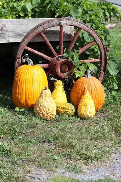 Pumpkins, Squash, Wagon Wheel Stock Photo