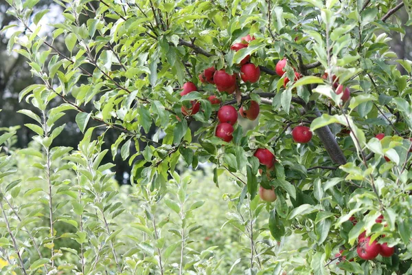 Červená jablka na stromě — Stock fotografie
