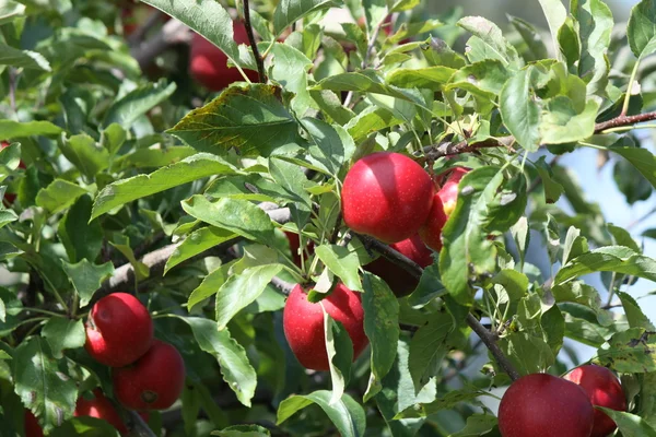 Κόκκινα μήλα στο δέντρο — Φωτογραφία Αρχείου