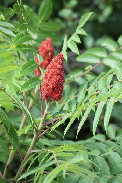 stock image Sumac, Staghorn