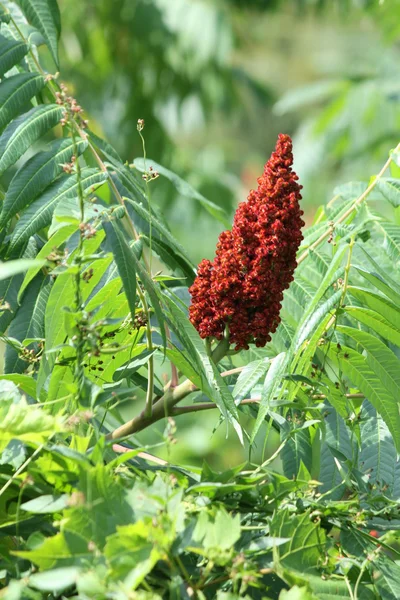 stock image Sumac, Staghorn