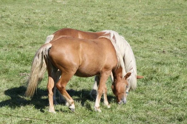 Cavalos em pastagem — Fotografia de Stock