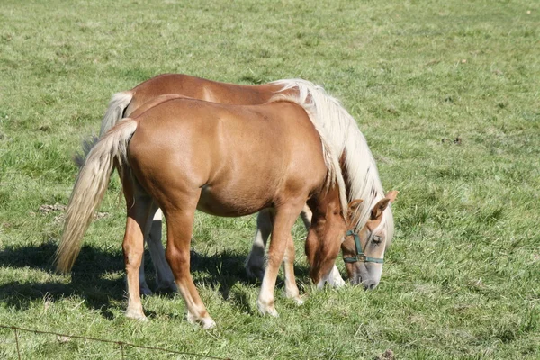 牧场中的马 — 图库照片