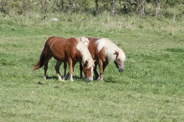 Horses in Pasture — Stock Photo, Image