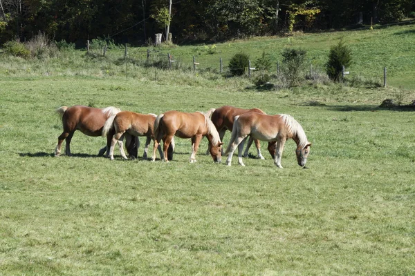 Paarden in grasland — Stockfoto