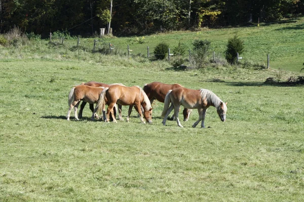 Heste på græs - Stock-foto