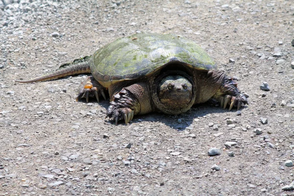 Yapışma kaplumbağa — Stok fotoğraf